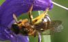 Lasioglossum xanthopus